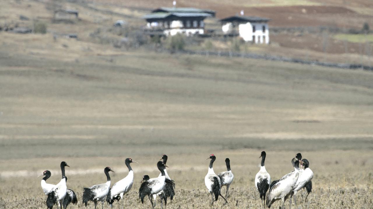 Black necked crane in Bhutan 1