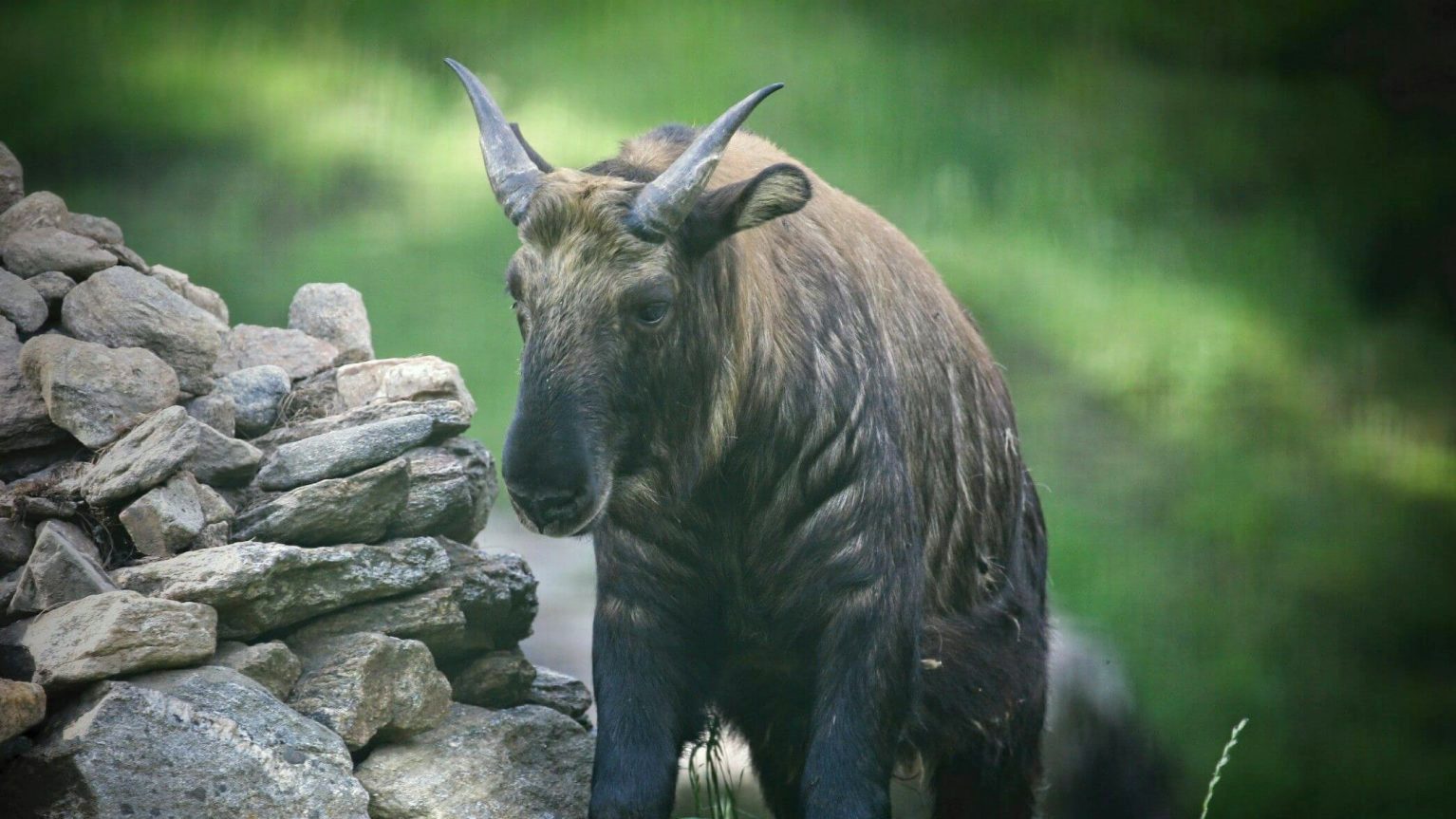Bhutan National Animal Takin 0 1