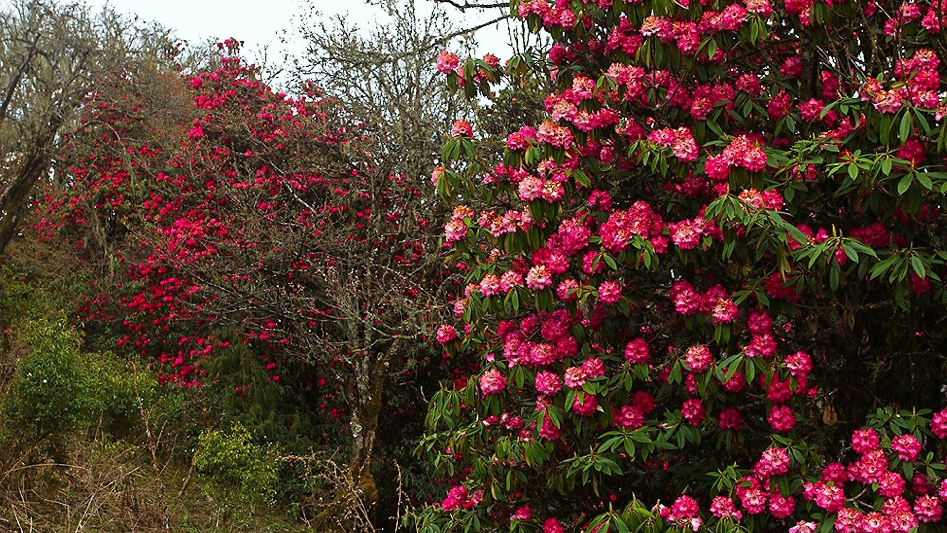 Bhutan Blooming Rhododendrons in Druk Path trek