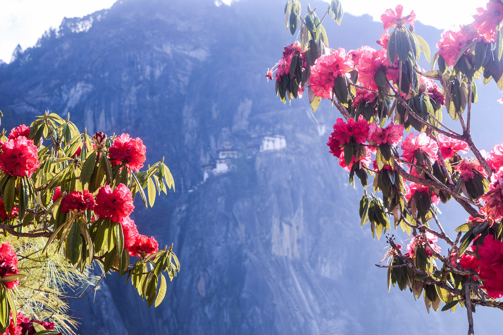 Bhutanese Rhododendron