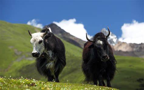 Yak in owl treks 0