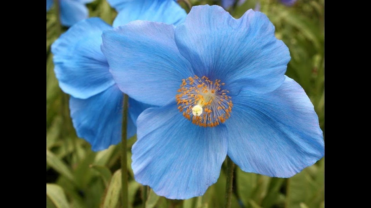 Blue Poppy National Flower of Bhutan 0 0