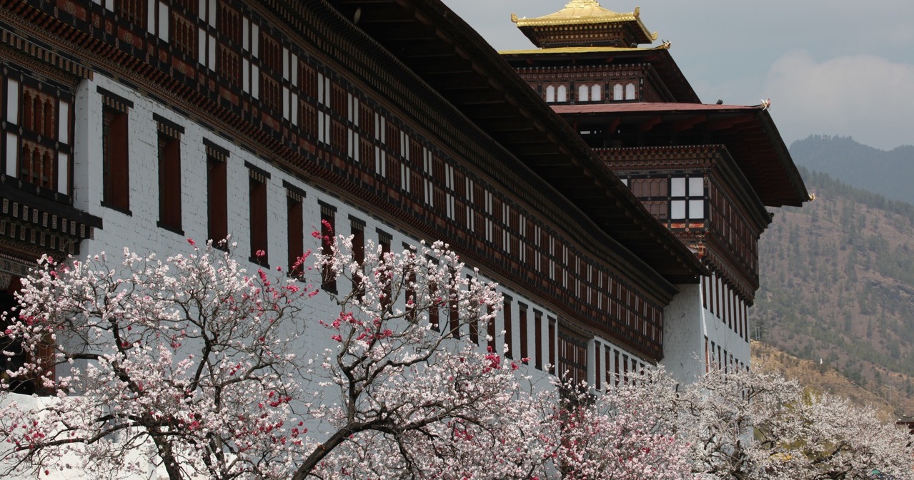 Tashichho Dzong monastery cherry blossoms