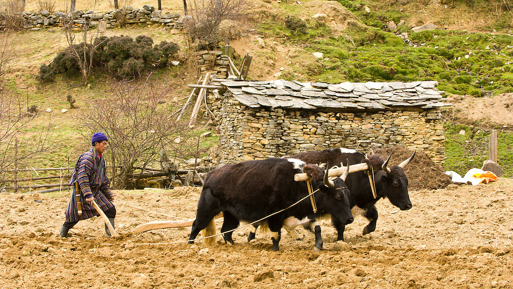 Traditional farming in Bhutan Amen Bhutan Tours and Treks (1)