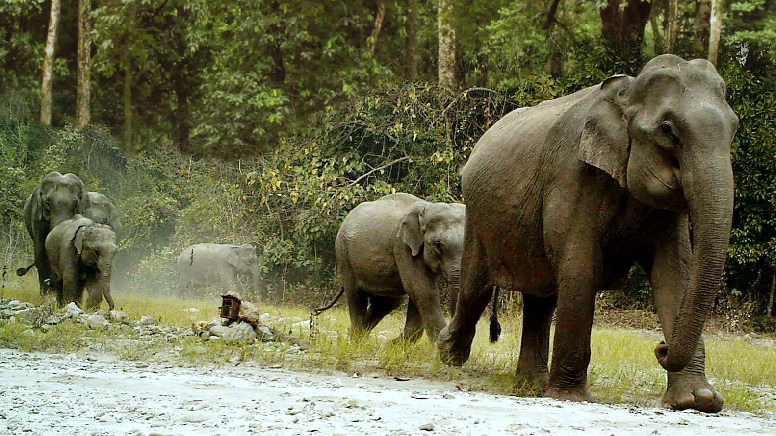 Jungle safari Tour Bhutan