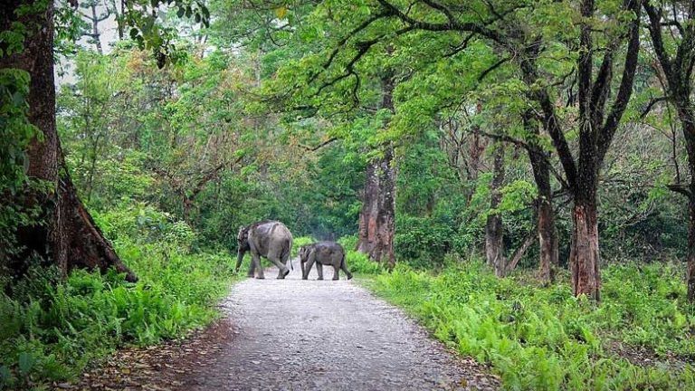 Royal Manas National Park 768x540 trhth