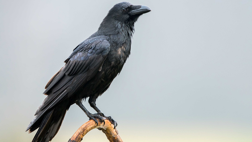 Raven national Bird of Bhutan 0 0