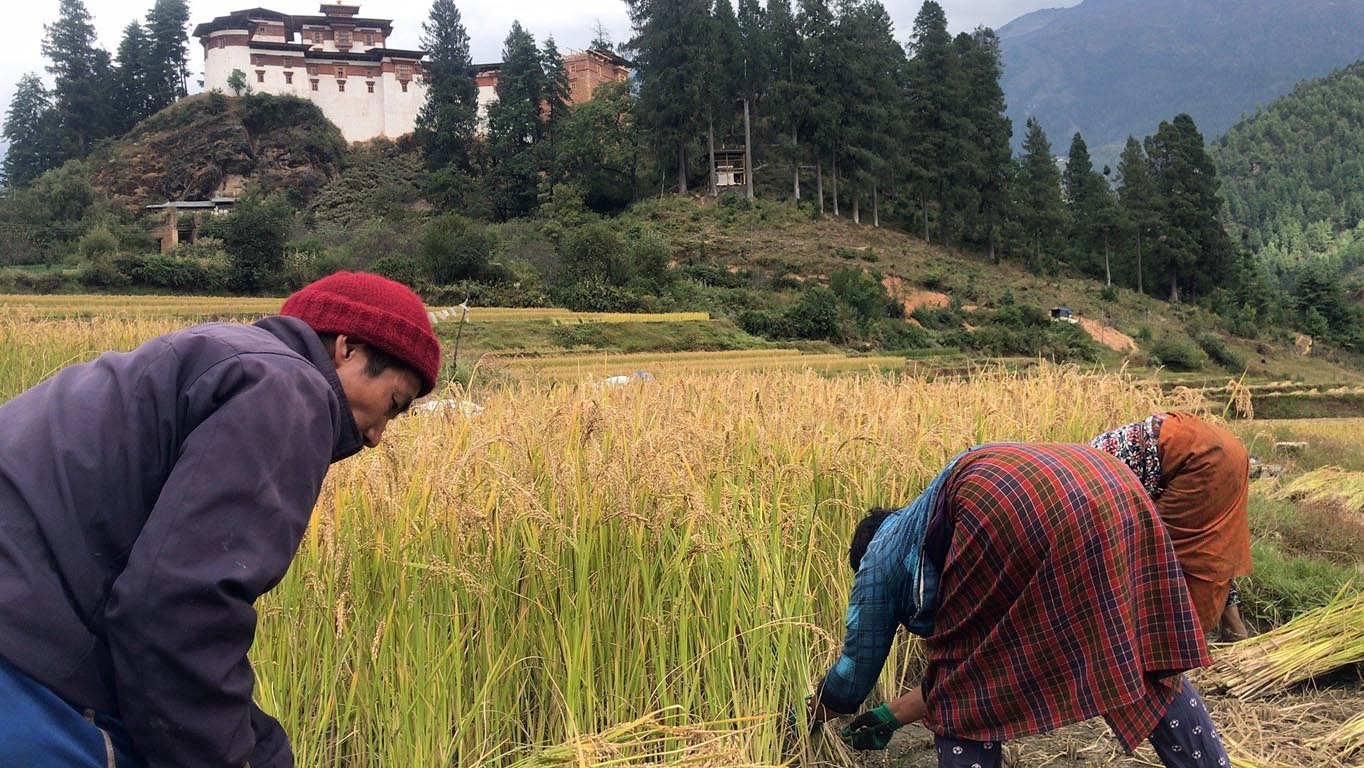 Crop harvest in PAro, Bhutan