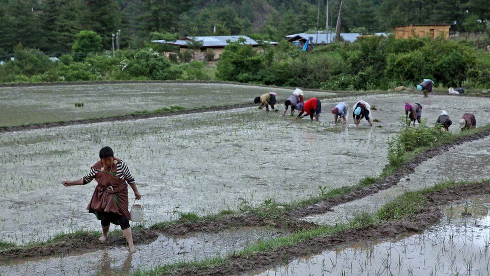 Cultivating crops in Bhutan in Monsoon Amen Bhutan