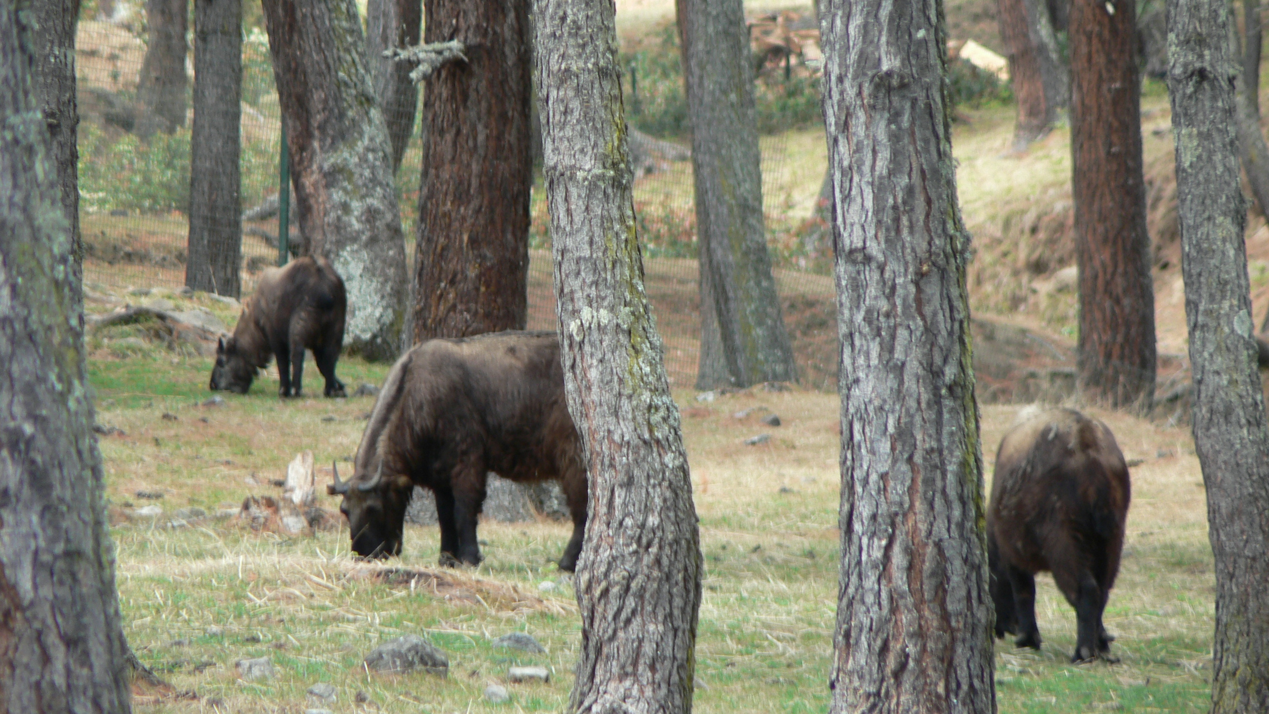 Takin, Thimphu mini Zoo  fg (1) adwf 0
