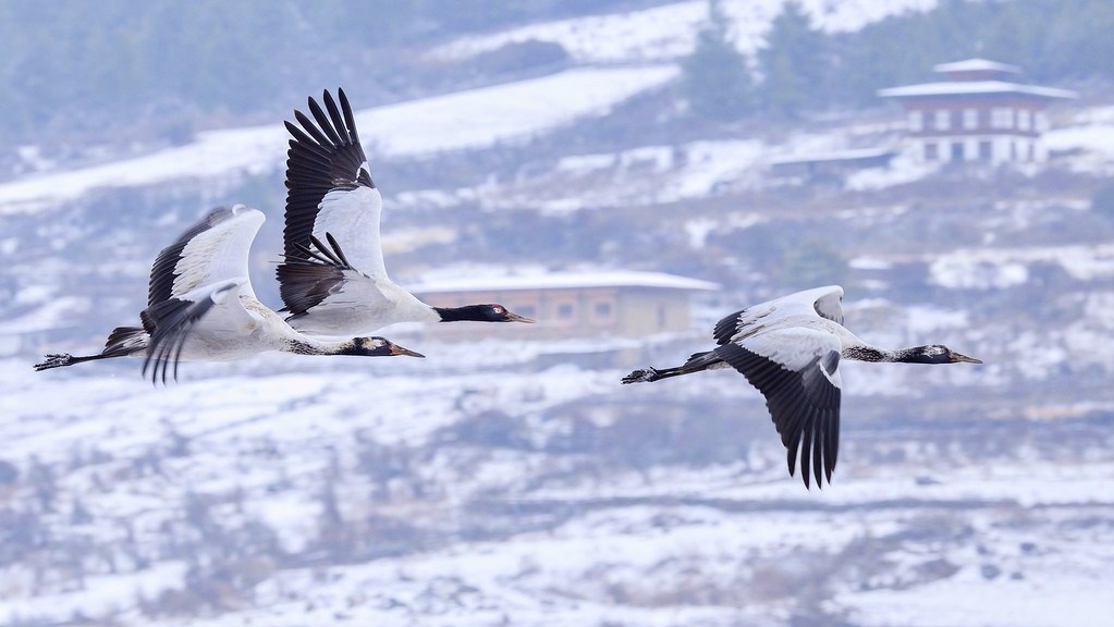 Black Necked Crane in Bhutan fneergerg
